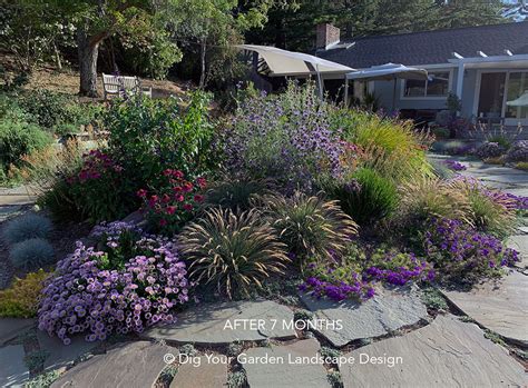 Lawn replaced with California natives and low-care plants - Dig Your Garden Landscape Design