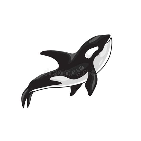 Orca killer whale vector stock vector. Illustration of black - 261935862