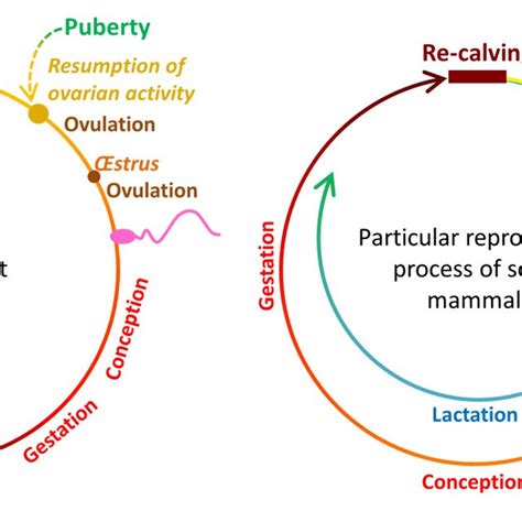 Representation of dairy cows oestrus cycle based on a 21-d rythme, with... | Download Scientific ...