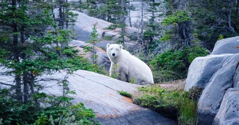 Beluga Whales + Polar Bears in Churchill | Urban Guide Quebec