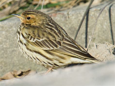 Red-throated Pipit Identification - Shanghai Birding 上海观鸟