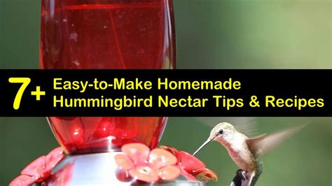 Homemade hummingbird nectar without boiling - videoatila