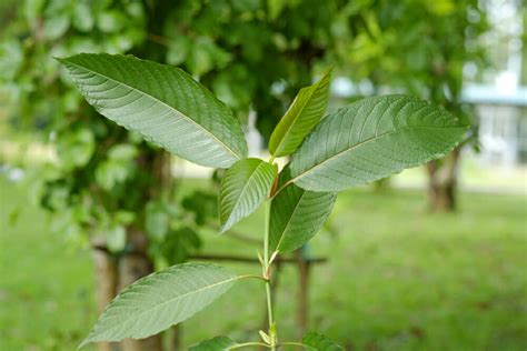 Impressive Benefits of Kratom Leaves and Powder - Alternative Medicine ...