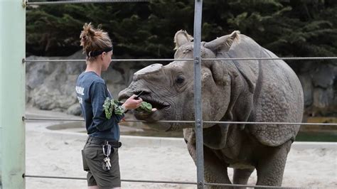 Rhino Feeding, SF Zoo - YouTube