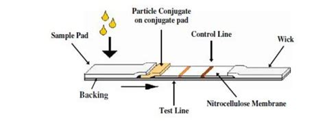 Immunochromatography/ Lateral Flow Immunoassay: Principle and Uses ...