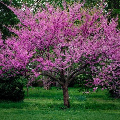 Western Redbud Tree cercis Occidentalis Seeds - Etsy