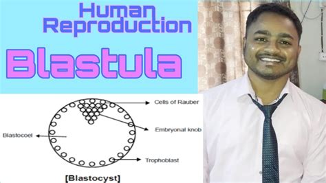 Human Reproduction Formation of Blastula - YouTube