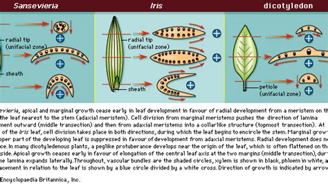 Lamina | plant leaf | Britannica