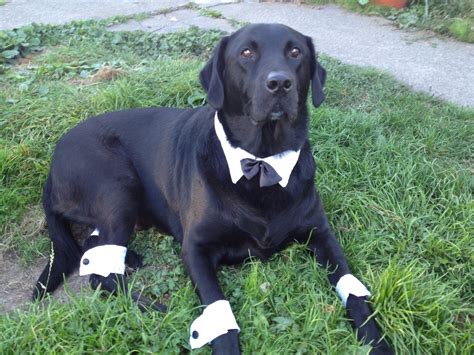 Image result for costume ideas for a black lab | Dog costumes, Pet ...