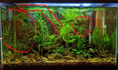 Plants for a betta tank/ ecosystem - General Discussion - C.A.R.E.