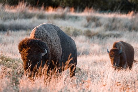 Continued Success for Bison Conservation - Landscapes & Letters