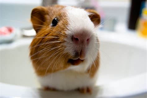 Guinea Pig in the Sink | During my weekly cleaning of his ca… | Flickr