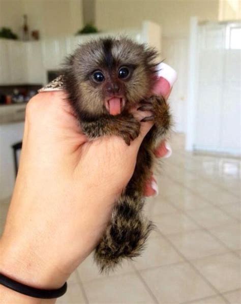 Finger monkeys are so awesome!! | Cute animals, Animals beautiful, Baby animals super cute