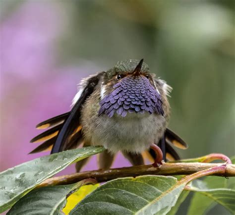 Volcano Hummingbird | Smithsonian Photo Contest | Smithsonian Magazine