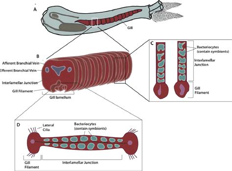 Shipworm Anatomy