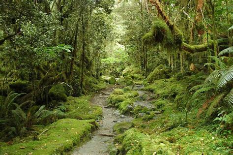 The meaning and symbolism of the word - «Vegetation»