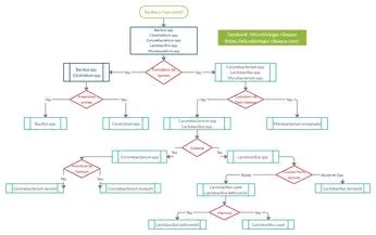 Gram Positive Rods Flowchart