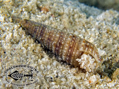 Auger Shells, Terebridae - Chaloklum Diving - Koh Phangan