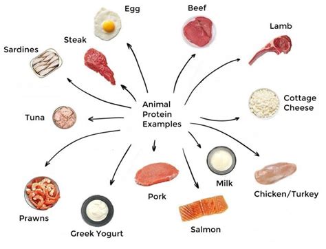 Protein – Nutrition & Exercise Coaching Excellence