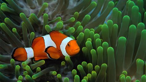 Clownfish Wallpapers - Wallpaper Cave