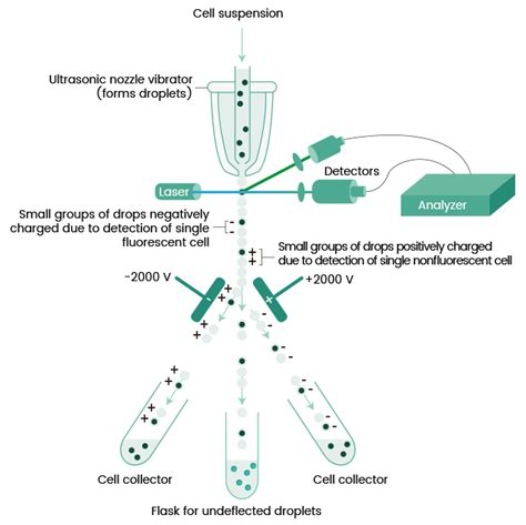 Flow Cytometry (FCM) /FACS | Fluorescence-activated cell sorting (FACS)