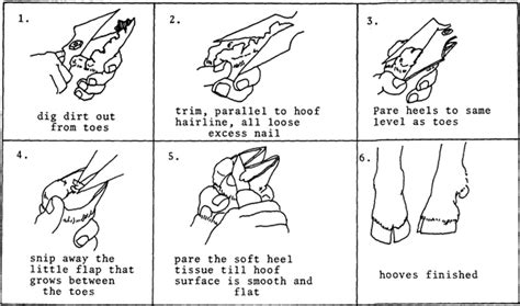 Pets and livestock....pics of daily maintenance? | Goat health, Difficult to cure, Hooves