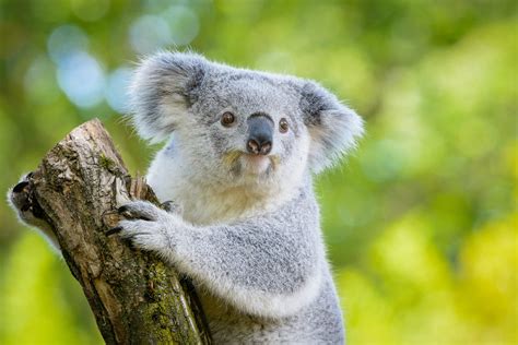 Lending a Helping Hand to Koalas in Need | The International Wildlife Coexistence Network