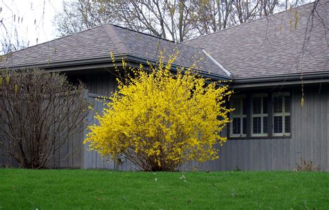 Image result for sunrise forsythia | Trees to plant, Forsythia bush, Fast growing flowers