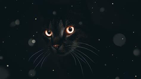 Dark Cat 4K Wallpapers | HD Wallpapers | ID #29897