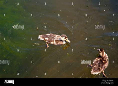 2 two baby mallard ducks ducklings swimming in pond hi-res stock photography and images - Alamy