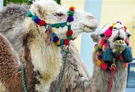 Download free photo of Camels,blue eyed,animals,desert,livestock - from needpix.com