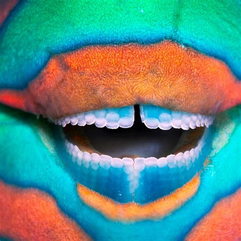 Parrotfish Teeth