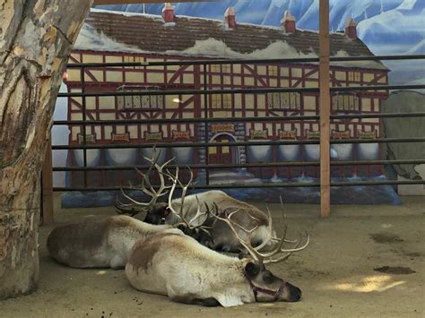 A Day in the Life of a Reindeer at LA Zoo's Reindeer Romp Holiday Celebration! - SoCal Field Trips