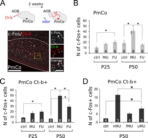 Gradual wiring of olfactory input to amygdala feedback circuits | Scientific Reports