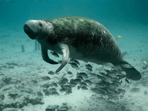 Did Manatees Evolve from Elephants? [Here are the Facts + FAQs ...