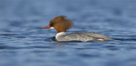 Goosander | Species profile | Scottish Wildlife Trust