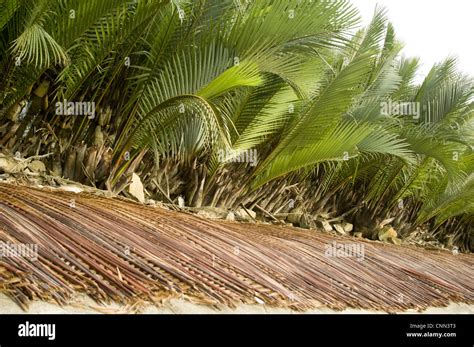 Nipa palm hi-res stock photography and images - Alamy