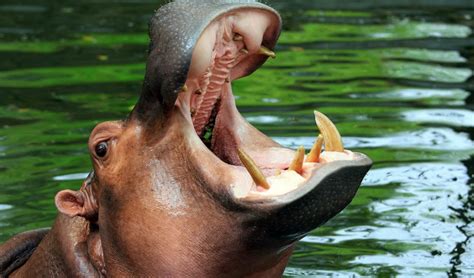 Hippopotamus: Africa’s most dangerous animal. | Magazineup