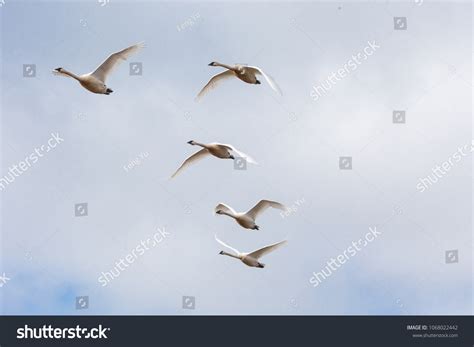 Flying Trumpeter Swan Migration Bc Canada Stock Photo 1068022442 ...