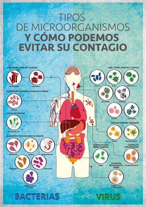 Conoce los tipos de microorganismos que existen y cómo podemos evitar ...