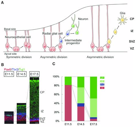 Neural stem cell (NSC) differentiation in the embryonic cortex. (A)... | Download Scientific Diagram