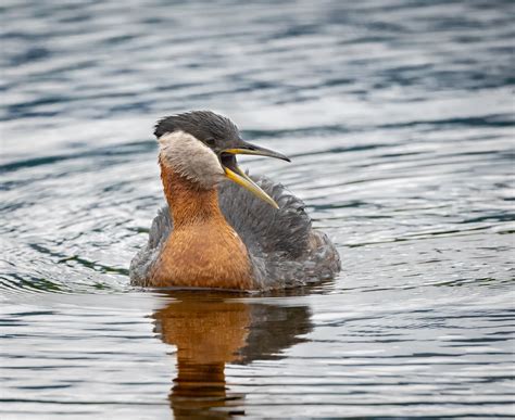 Red-necked Grebe - Owen Deutsch Photography