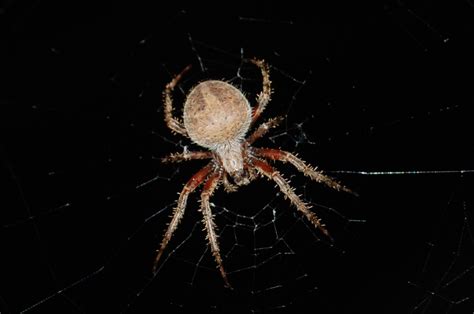 File:Arachnid on a Fall Evening.jpg - Wikimedia Commons