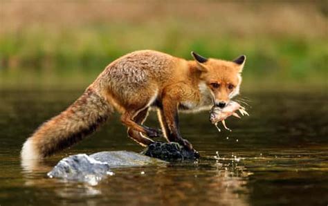 What Do Red Foxes Eat? (And What Can't They Eat?) - Floofmania