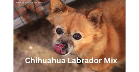 The Only Perfect Chihuahua Lab Mix Guide You'll Ever Need