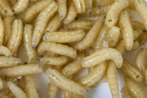 Elderly man's foot 'eaten by MAGGOTS after he was neglected at care home' - Irish Mirror Online