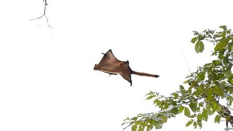 Flying squirrel species discovered by scientists