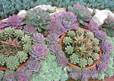 Sherman Gardens "Coral Reef" Succulent Bed