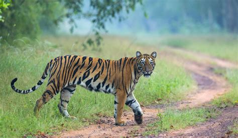 Tiger Tales – Wildlife Photography Tour of Tadoba - Darter Photography