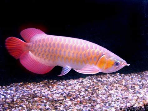 Nature Lover: Arowana Fish